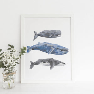 Colección ballenas