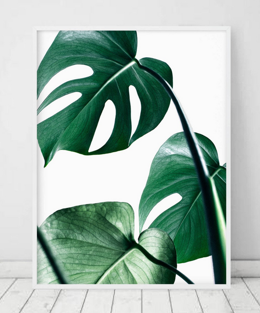 Monstera