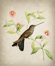 Cargar imagen en el visor de la galería, Colección Hummingbird