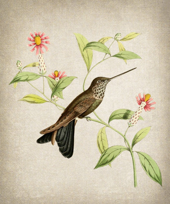 Colección Hummingbird