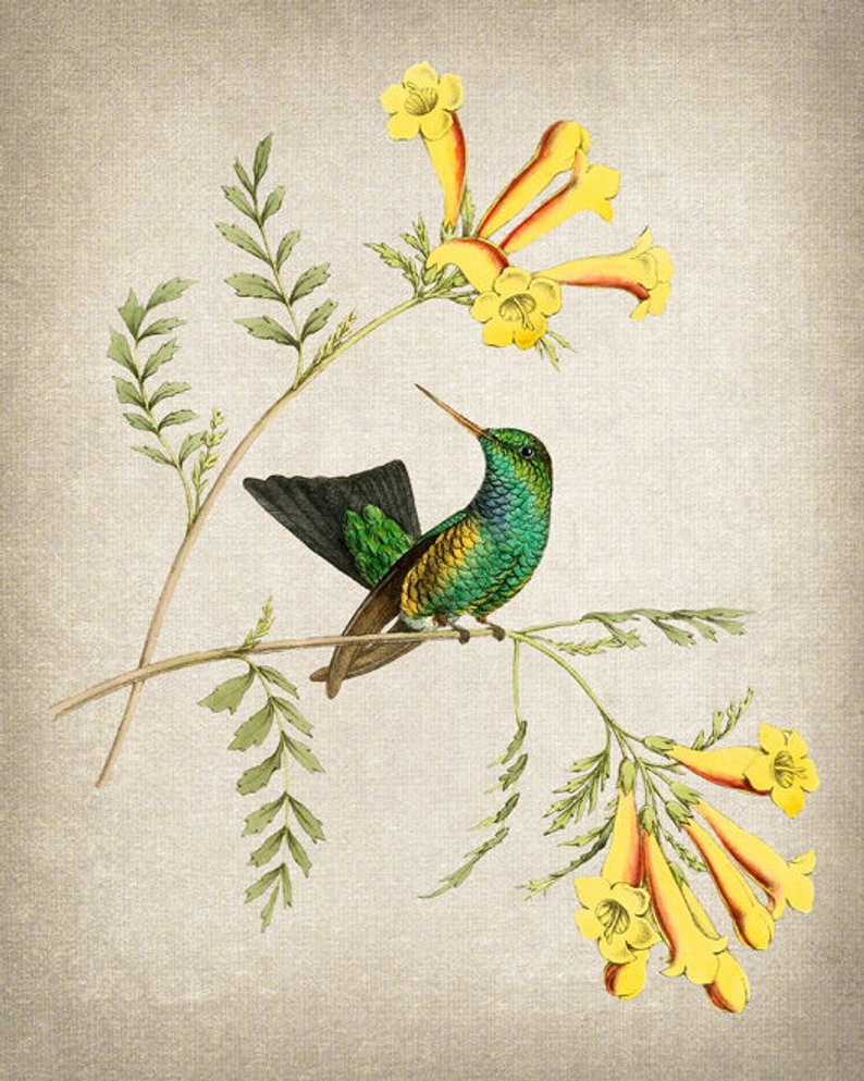 Colección Hummingbird