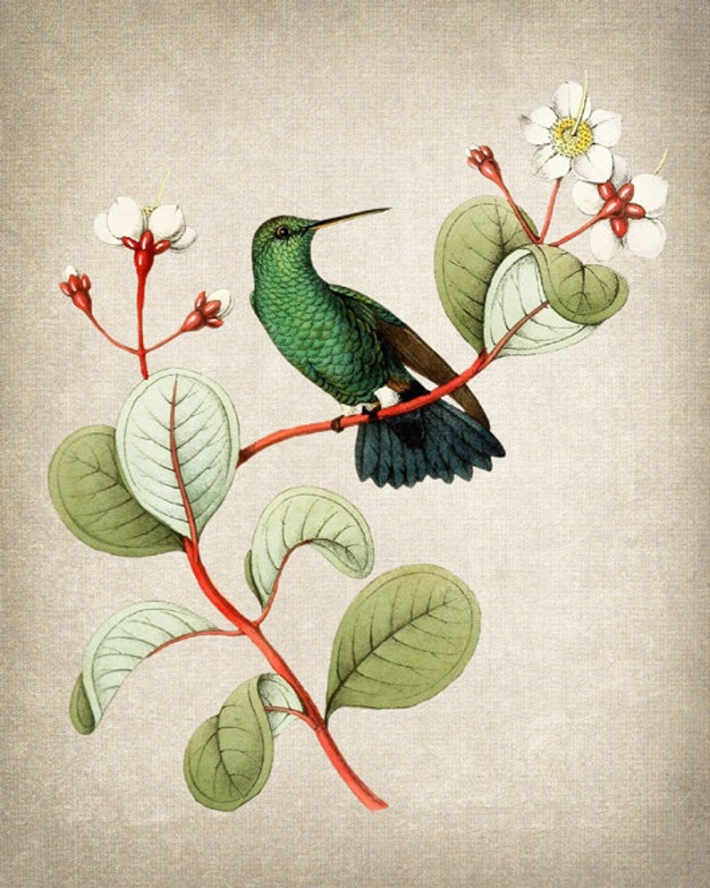 Colección Hummingbird