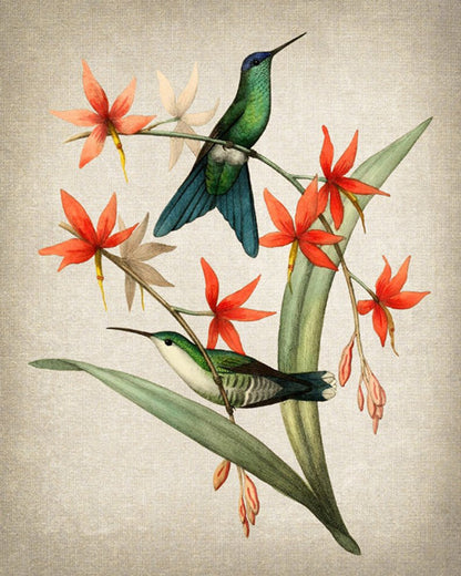 Colección Hummingbird