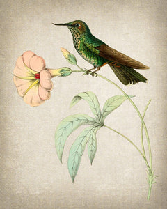 Colección Hummingbird